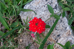 Glandularia peruviana