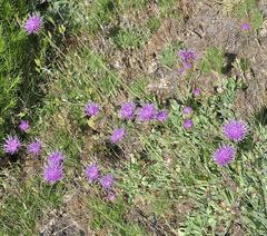 Klasea nudicaulis