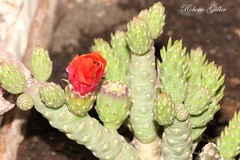 Tephrocactus verschaffeltii