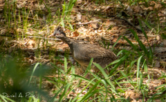 Nothoprocta pentlandii