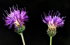 Klasea nudicaulis