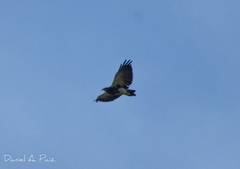Geranoaetus melanoleucus