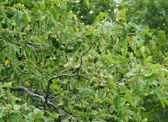 Malus ioensis