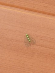 Ankylopteryx pallida