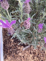 Lavandula
