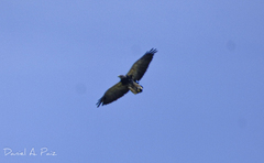 Geranoaetus melanoleucus