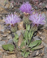 Klasea pinnatifida