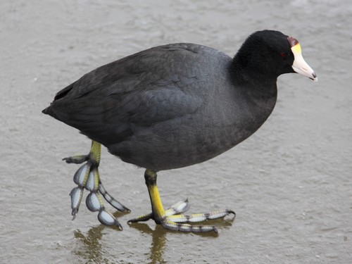 American Coot photographed in Arizona
