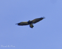 Geranoaetus melanoleucus
