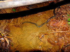 Hydrops triangularis