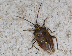 Omyta centrolineata siccior