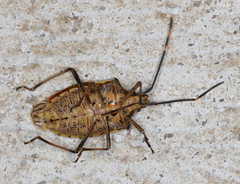 Omyta centrolineata siccior