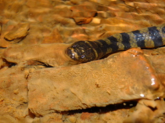 Hydrops triangularis