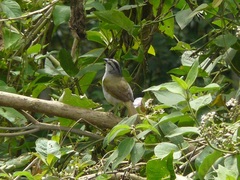 Arremonops conirostris