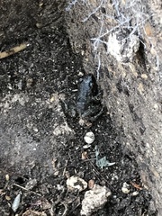 Eleutherodactylus campi