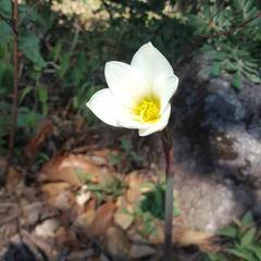 Zephyranthes concolor