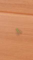 Ankylopteryx pallida