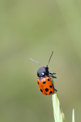 Cryptocephalus primarius