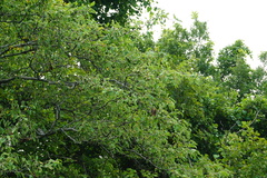Malus ioensis