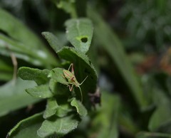 Odontura glabricauda