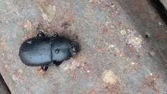 Coelometopus clypeatus