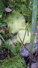 Pinguicula macrophylla
