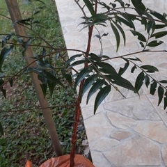 Xylopia brasiliensis