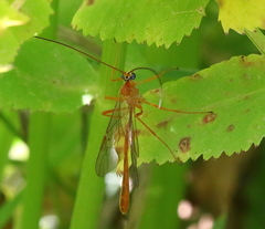 Enicospilus gardei