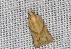 Clepsis therina