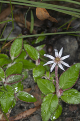 Olearia stilwelliae