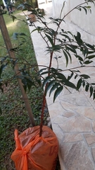 Xylopia brasiliensis