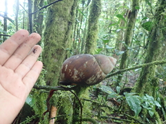 Megalobulimus popelairianus