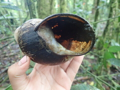 Megalobulimus popelairianus