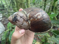 Megalobulimus popelairianus