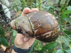 Megalobulimus popelairianus