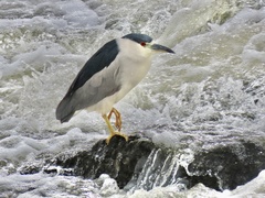 Nycticorax nycticorax