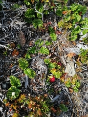 Rubus geoides