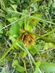Cyperus polystachyos