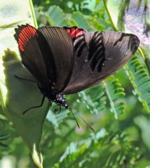 Biblis hyperia nectanabis