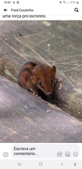 Monodelphis americana