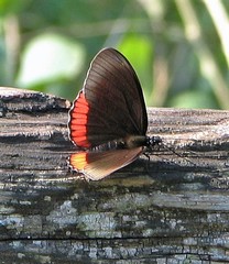 Biblis hyperia nectanabis