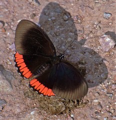 Biblis hyperia nectanabis