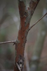 Crataegus spathulata