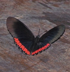 Biblis hyperia nectanabis