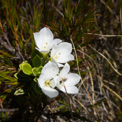 Veronica macrantha macrantha