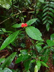 Pearcea schimpfii