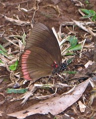 Biblis hyperia nectanabis