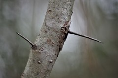 Crataegus spathulata