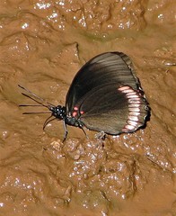 Biblis hyperia nectanabis