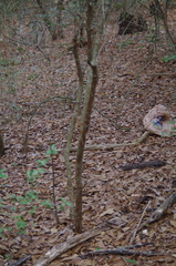 Crataegus spathulata